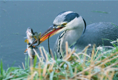 Deze schrokop had een wak in het ijs gevonden en was zo druk met vissen dat ik tot een paar meter kon naderen. Binnen 30 seconden verdwenen er 6 baarsjes door zijn keel.
Canon 40D 70-300mm