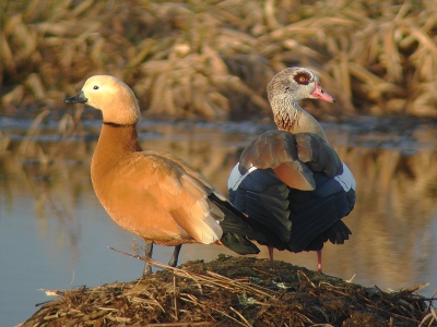 Een exotisch duo.