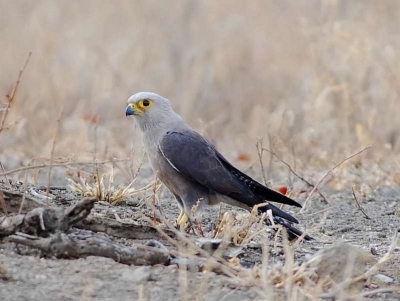Dickinson's Kestrel, one of two hunting insects on the ground