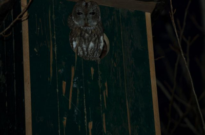 Een paar maand geleden bosuilkast opgehangen aan het einde van mijn tuin. Bij het uitlaten van de honden zag ik in de schemer een bolletje uitsteken. Vlug teruggelopen, oude D70 + 200 mm + flits gepakt.