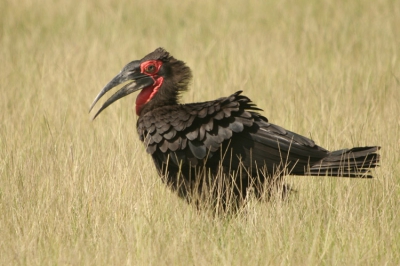 Tijdens onze gamedrive door Lake Manyarea kwamen we deze hoornraaf tegen. Volgens velen een lelijke vogels maar ik vindt hem wel mooi kwa kleur en veren.