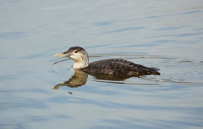 Moulting bird which spent a month at this site last winter