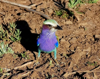 One of the commonest birds in the Park.