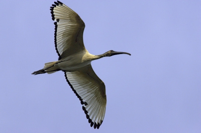 En nog maar eentje uit Gambia. Nu eens een vliegend beest.

Ik hoop dat ie in de smaak valt.

1Dmk2 +1.4x + 400/5.6, ISO 400, 1/1600s, handheld, Full Frame