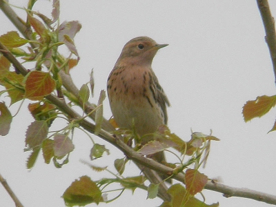 Er stond nog geen 'Nederlandse' Roodkeel op Birdpix en deze kwam ik tegen bij het doorspitten van m'n archief. Natuurlijk meer een record shot maar het zijn ook lastige beestjes om te fotograferen. Gelukkig ging-ie even in een populiertje zitten. Lijkt een mannetje (erg uitgebreid rood).