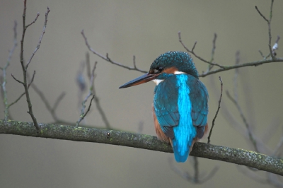 Ben pas verhuisd en er blijkt met enige regelmaat een IJsvogel pal voor m'n deur te vissen. Geweldig dus. Het licht was hier niet opperbest dus ik ga het zeker nog een paar keer proberen. In de voortuin vanuit de auto genomen op pittenzak. Nikon D200 + 400mm VR, 1/3s, iso800, f5.0