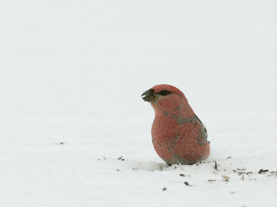 Zaadjes eten onder de voerder in de sneeuw.
Foto is ongeveer 60% van origineel