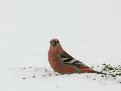 Zaadjes eten onder de voerder in de sneeuw.
Foto is ongeveer 60% van origineel