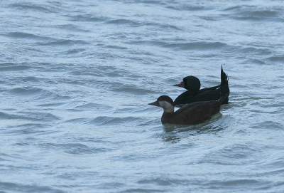 Voor het eerst het baltsgedrag van de zwarte zee-eend meegemaakt. Erg leuk. Foto2; Daarna staart omhoog en aanspannen.