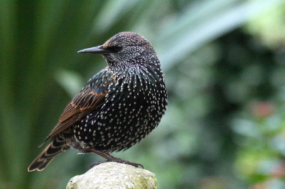 Maar weer eens proberen deze mooie luidruchtige vogel,ik vind de kleuren mooi.