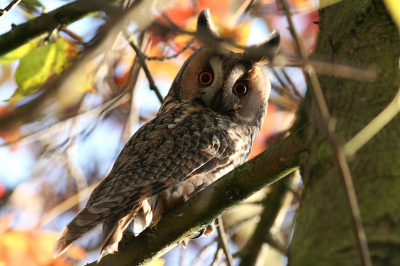 Hierbij mijn eerste upload op birdpix. Deze ransuil heb ik vorig jaar gemaakt op een bekende roestplek. Deze uil keek was erg nieuwsgierig en keek iedereen na die in de buurt kwam.