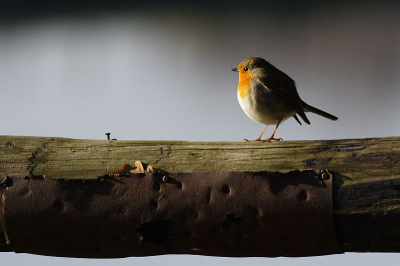 Hierbij mijn eerste opload op birdpix. Ik ging op pad om een  dodaars op de foto te zetten. De auto mooi bij een stuw neergezet en toen kwam deze roodborst mij gezelschap houden.
