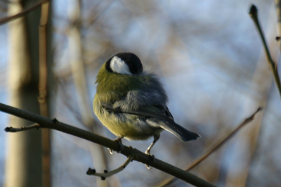 Al vele malen geprobeerd een foto te plaatsen, lukt telkens niet. Komt wel in mijn PA maar verder ook niet. Hopelijk deze koolmees wel.

Gr.