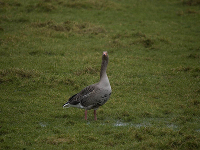 vanmiddag was ik op zoek naar de grote zee eend.
nadat ik die niet kon vinden in de regen.
Zag ik nog een grauwe gans lopen