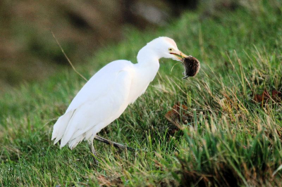 koereiger met woelmuis