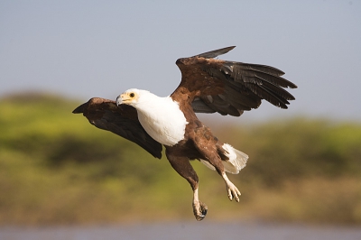 Visarenden voeren.
In Polen helaas niet gelukt met de Zeearenden,maar nu wat meer geluk in Kenia.
