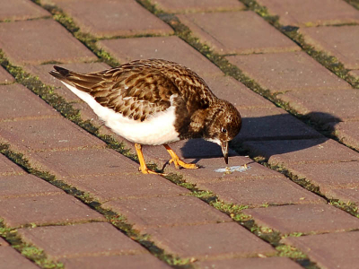 Altijd op zoek naar een lekker hapje....