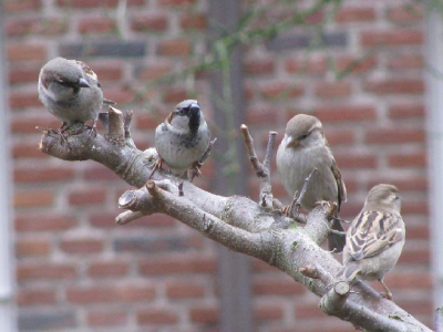 de musjes in mijn tuin