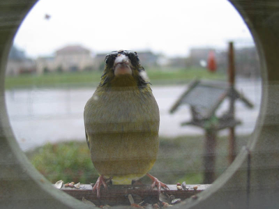 Een foto van een groenling door het raam heen.