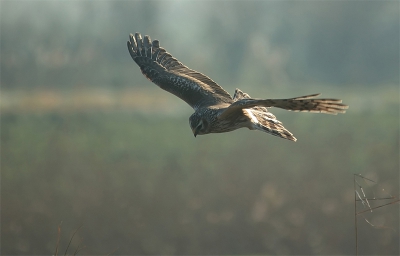 zwevend boven het riet op zoek naar een buit...

D70s-500mm-F6,3-1/800sec