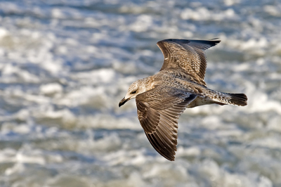 Mijn eerste upload op BirdPix.
De vogel bleef zo mooi in de wind hangen.
Het waaide windkracht 8, maar het zonnetje scheen er ook bij.