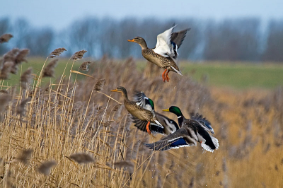 Heb zitten twijfelen om deze te plaatsen.
Er staan al zoveel foto's van deze soort op de site.
maar ik vindt het zelf wel wat hebben met die opstijgende vogels en die waterdruppels