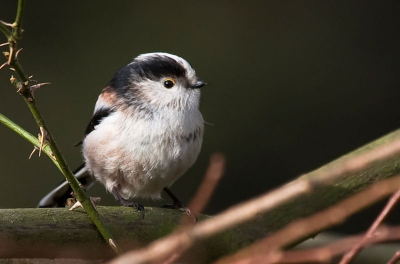 Gisteren eindelijk weer eens een paar zonnestralen en als of dat niet genoeg was werd ik ook nog getrakteerd met deze bewegelijke mees.