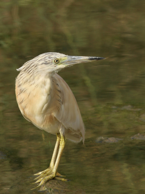 Een terugblik. Tijdens onze vakantie in Spanje ook een week in de omgeving van de Ebro delta vertoefd. Op meerdere plaatsen in de delta Ralreigers gefotografeerd, voornamelijk onvolwassen vogels. Dit volwassen exemplaar bevond zich in het afwateringskanaal van het gemaal op het (auto)strand bij els Muntells.
Canon EF 400 mm ISO 200 f/8 1/500 sec. vanuit de auto.