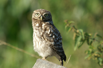 Dit juveniele steenuiltje liet mij tot op 2 meter afstand naderen en mijn foto's maken. was nog niet gewend aan de grote boze wereld!!