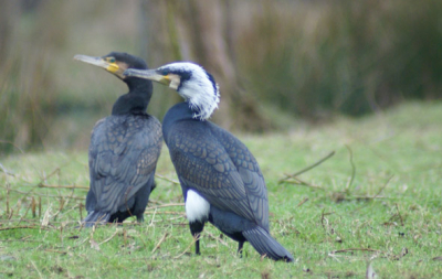 Mijn eerste foto op Birdpix. Een gewone aalscholver en een ander weet niet de naam kunnen jullie mij helpen? Kon hem aardign goed benaderen. Helaas niet van al te goede kwaliteit