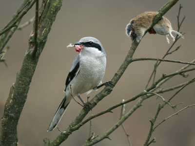 Bird picture: Lanius excubitor / Klapekster / Great Grey Shrike