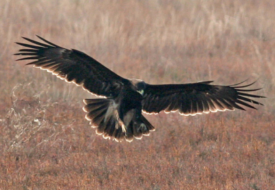 One of the many Spotted Eagles wintering every year in Northern Greece.