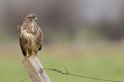 D200 mit 500/4.0 und TC 1,4; ISO 200, 1/90 sec. bei f 6,3
