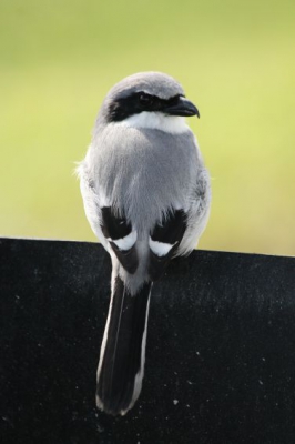 Hij of zij bleef er maar heel even voor zitten, want het vogeltje was snel gevlogen toen hij/zij merkte dat dit een BBQ was! Het leverde een leuk plaatje op.

Canon EOS 30D
F/7.1
ISO-400
300mm