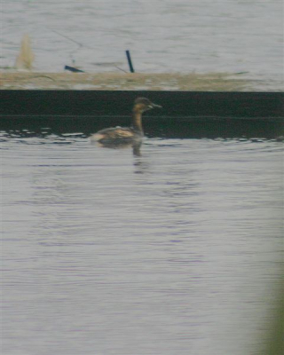 Wie weet wat dit is? Misschien heel voor de hand maar ik weet het even niet. Ik dacht aan een fuutsoort, of aalscolver soort of is het een andere duiker. De foto is een uitsnede en helaas niet helemaal scherp. Hij zwom in de sloot achterhuis. Ik woon direkt achter de Hondsbosse Zeewering grenzend aan natuurgebied de Putten.