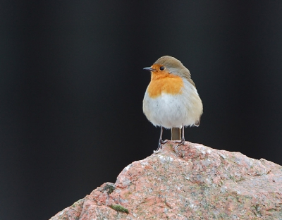 In de haven van Nairn verwachtte ik deze roodborst niet. Hij ging er goed voor zitten en ja dan moet je gewoon afdrukken.