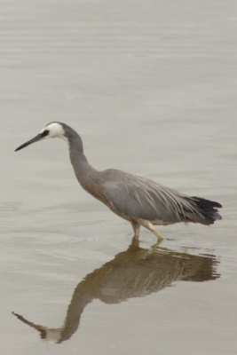 Deze vogel (reiger?) gespot tijdens een wandeling in Tauranga op het noordereiland in Nieuw-Zeeland.