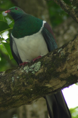 Deze Nieuw Zeelandse duif is een vrij algemene jaarvogel (near threatened) in Nieuw Zeeland. Hij is echter schuw en daarom niet makkelijk te fotograferen.