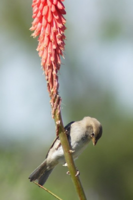 Geen idee wat dit is. Misschien een vink of een Nieuw Zeelandse vorm van een huismus.
Wie heeft enig idee?