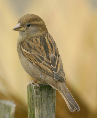 Deze huismus zat te genieten van het zonnetje in het riet