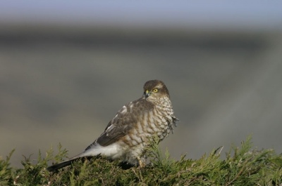 vogel bleef rustig zitten op haagje.