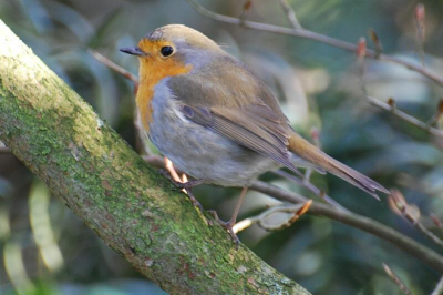 Deze roodborst zat te wachten tot er iemand een foto kwam maken.