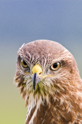 Te dichtbij om de vogel in zijn geheel op de plaat te krijgen. Hij zat lekker op een paal en was niet van plan om zich door wie dan ook te laten storen.
