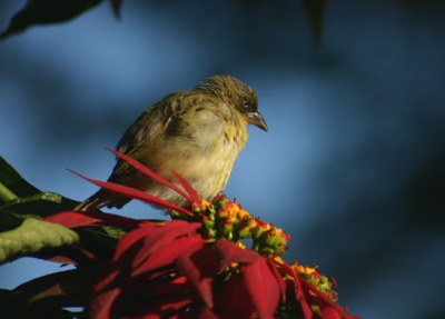 Ethiopie en met name rond het Tanameer zijn honderden verschillende vogels te vinden (en te fotograferen)