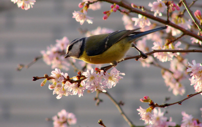 Elke morgen komen ze in de prunus waar ze tussen de bloempjes nar eten zoeken.