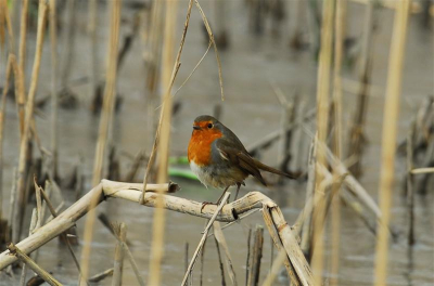 mooi roodborstje zat te zoeken naar eten tussen het riet... Was moeilijk om een moment te vinden zonder riet voor zijn snavel....