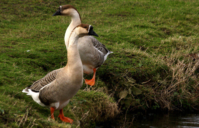 Deze ganzen zaten in een weiland in Lisse