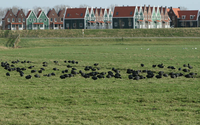 "Grazende" Meerkoeten, met op de achtergrond een rijtje vakantiehuizen bij de nieuwe jachthaven van Volendam.