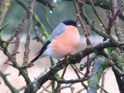 Een groepje van ca 10 goudvinken eet, zoals elke winter, knoppen van de pruimenboom in de tuin