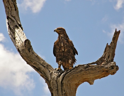 S nice and very polite bird stayed on that tree trunk for me to make photos of it while the whole other group of tourists were looking at a pride of lions. Hope the resizing has not damaged the quality of the shot...